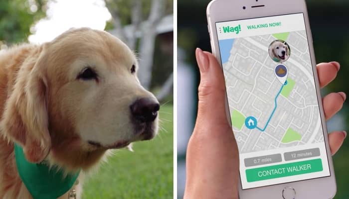Dog Walking Mobile Apps